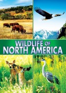 Wildlife of North America!